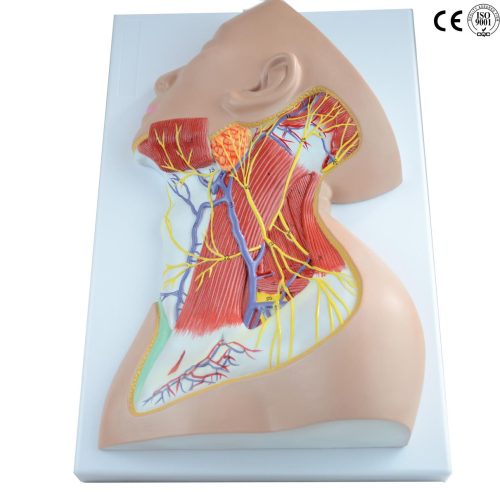NERVES OF NECK REGION MODEL