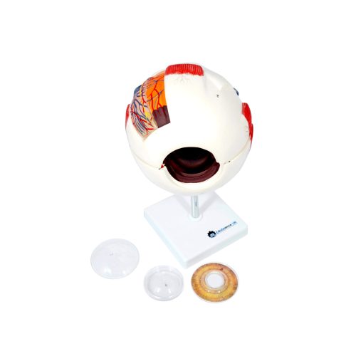 EYE MODEL,6 TIMES ENLARGED