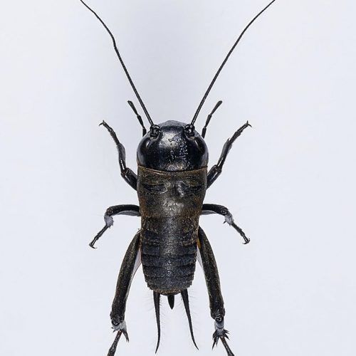 Educational Cricket Adults 100/Pack