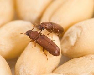 Flour Beetles Culture 100/Pack
