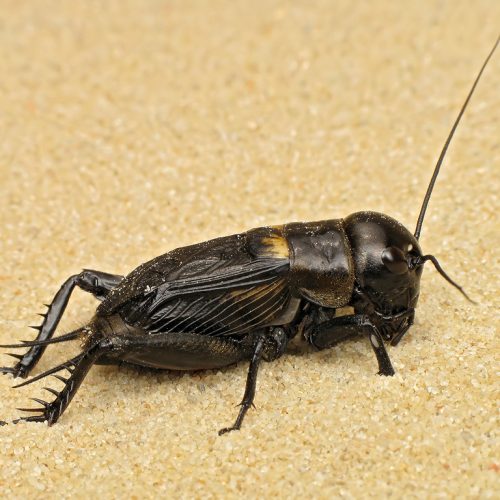 Gryllus Black Crickets 70/Pack