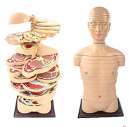 Anatomical Torso Slice Model