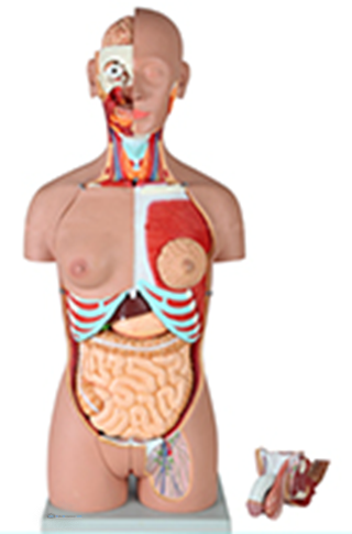 Dual-Sex Human Torso Model