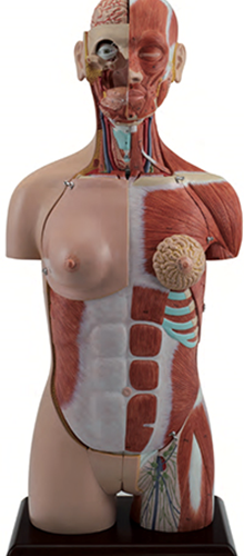 Muscular Torso Model 28-Part