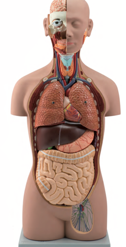 Human Torso Model 85cm