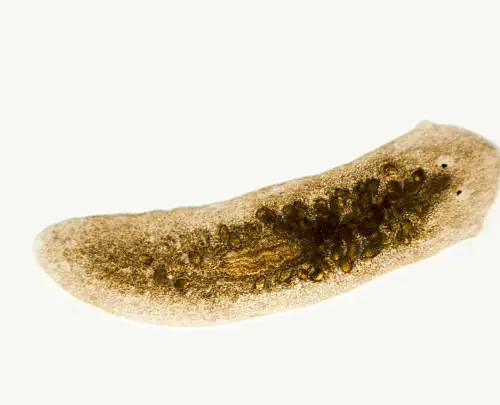 Interactive Dugesia Specimens 10/Pack