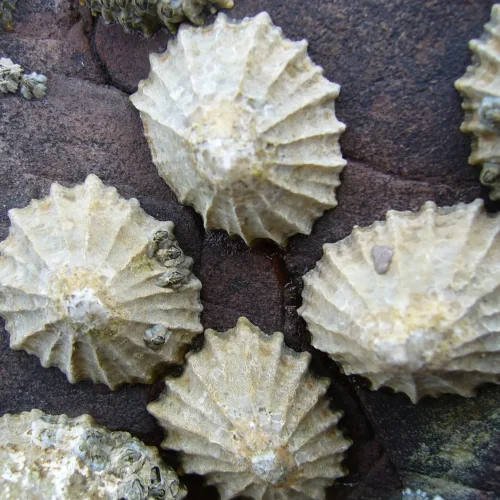 Limpets Living Organism Pack/10