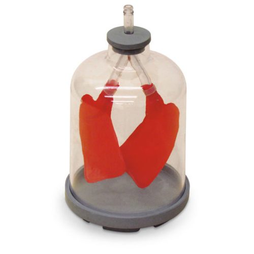 LUNG DEMO MODEL
