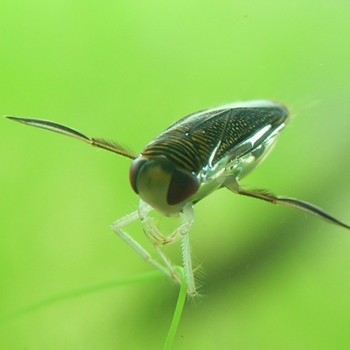 Lesser Water Boatman 10/Pack