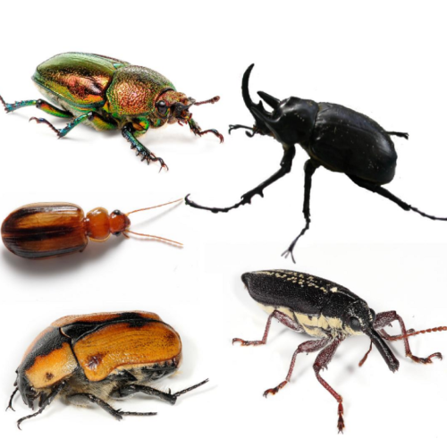 Land Beetle Species 10/Pack