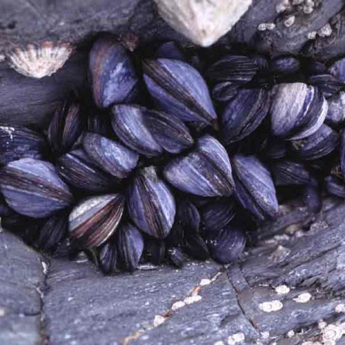 Educational Mussel Mytilus 10/pk