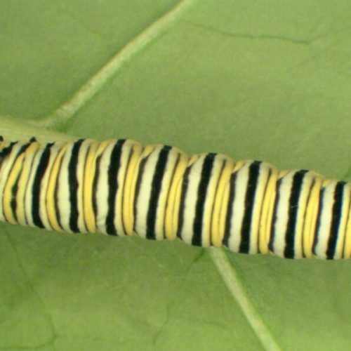 Male 5th Instar 10/Pack