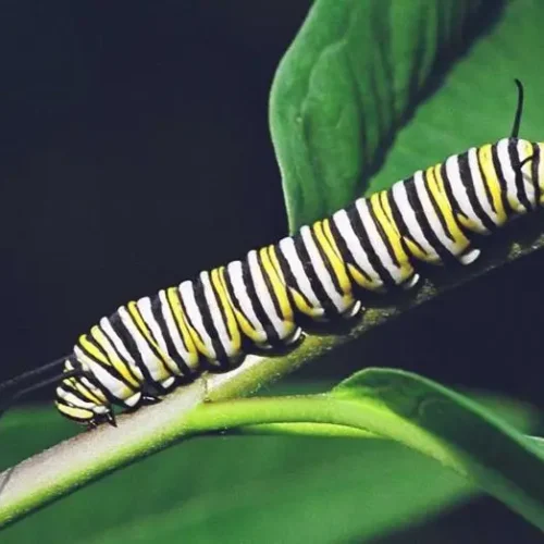 Mixed 5th Instar 10/Pack