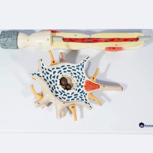 NEURON MODEL,2500 TIMES ENLARGED