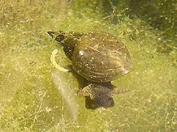 Whelk Lymnaea Peregra 10/pk