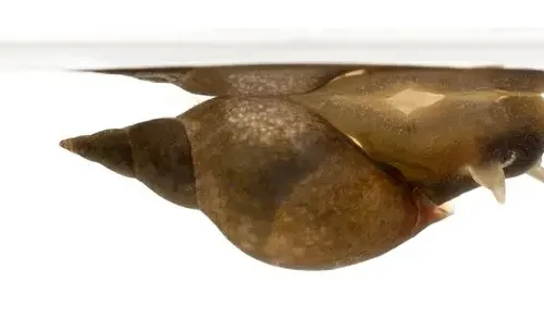 Whelk Lymnaea Stagnalis 10/pack