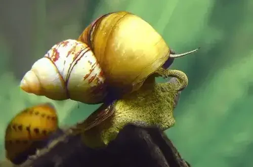 Trapdoor Snail Viviparus 10/pk