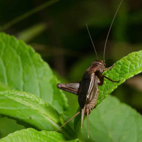 Tenebrio Culture Crickets 30/Stages