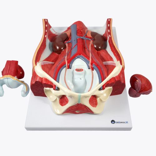 URINARY SYSTEM,DUAL SEX MODEL
