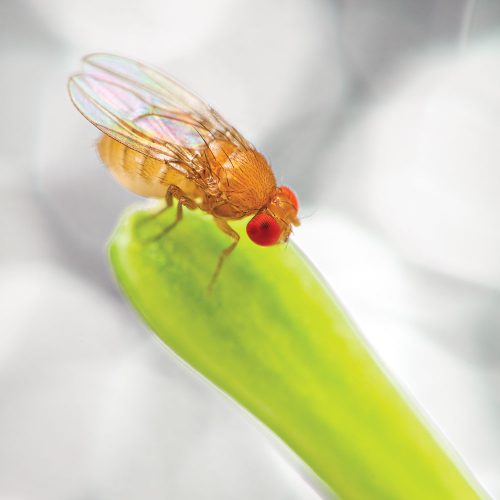 Drosophila White-Eyed 30/Stage