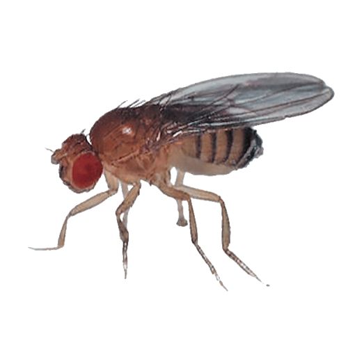 Drosophila Fruit Flies 30/Stage