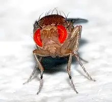 Drosophila Melanogaster Small culture