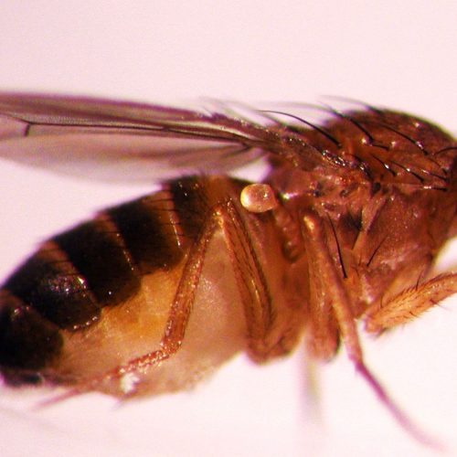 Drosophila Melanogaster Wild Type