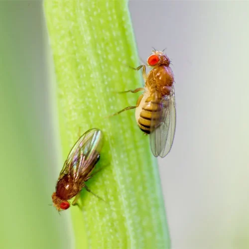 Drosophila Melanogaster Ebony Vestigial