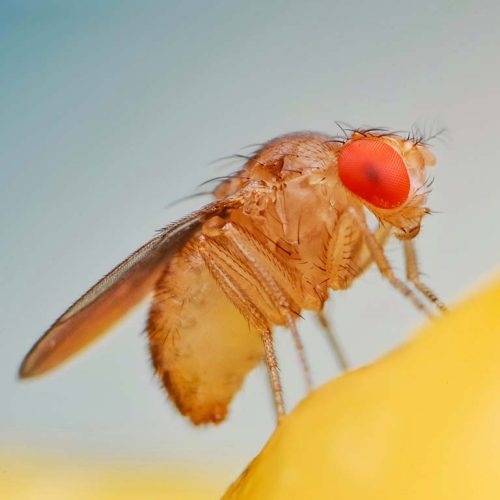 Live Drosophila Flies 30/Stage