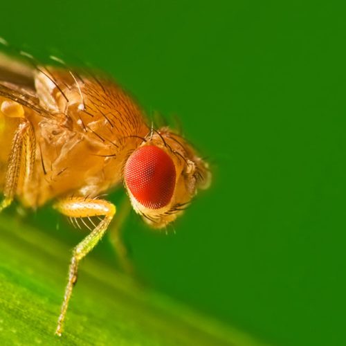 Drosophila Vestigial Wings 30/Stage