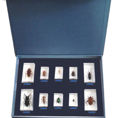 Plastic Embedded Insect 10Types/Set