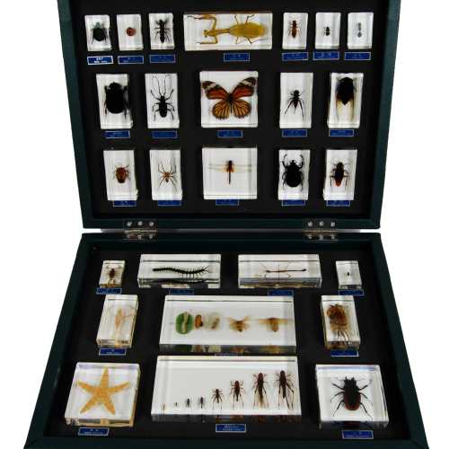 Insect Specimen Collection 27Types/Set