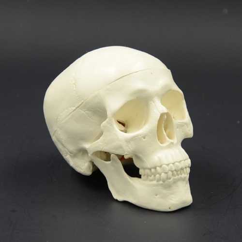 SKULL MINI MODEL