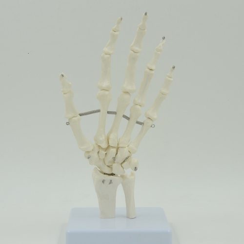 HAND BONE MODEL