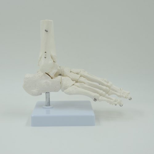 FOOT BONE MODEL