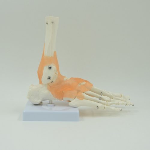 FOOT JOINT MODEL WITH LEGMENTS