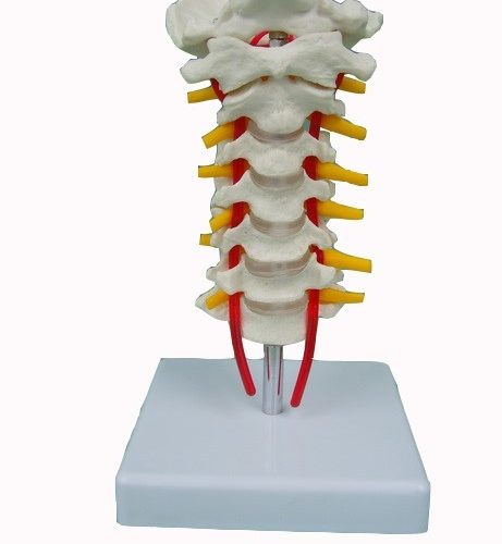 CERVICAL VERTEBRAE OCCIPITAL BONE WITH SPINAL CORD MODEL
