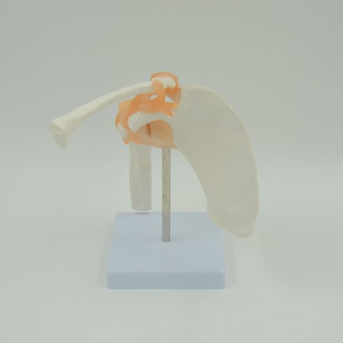 SHOULDER JOINT MODEL