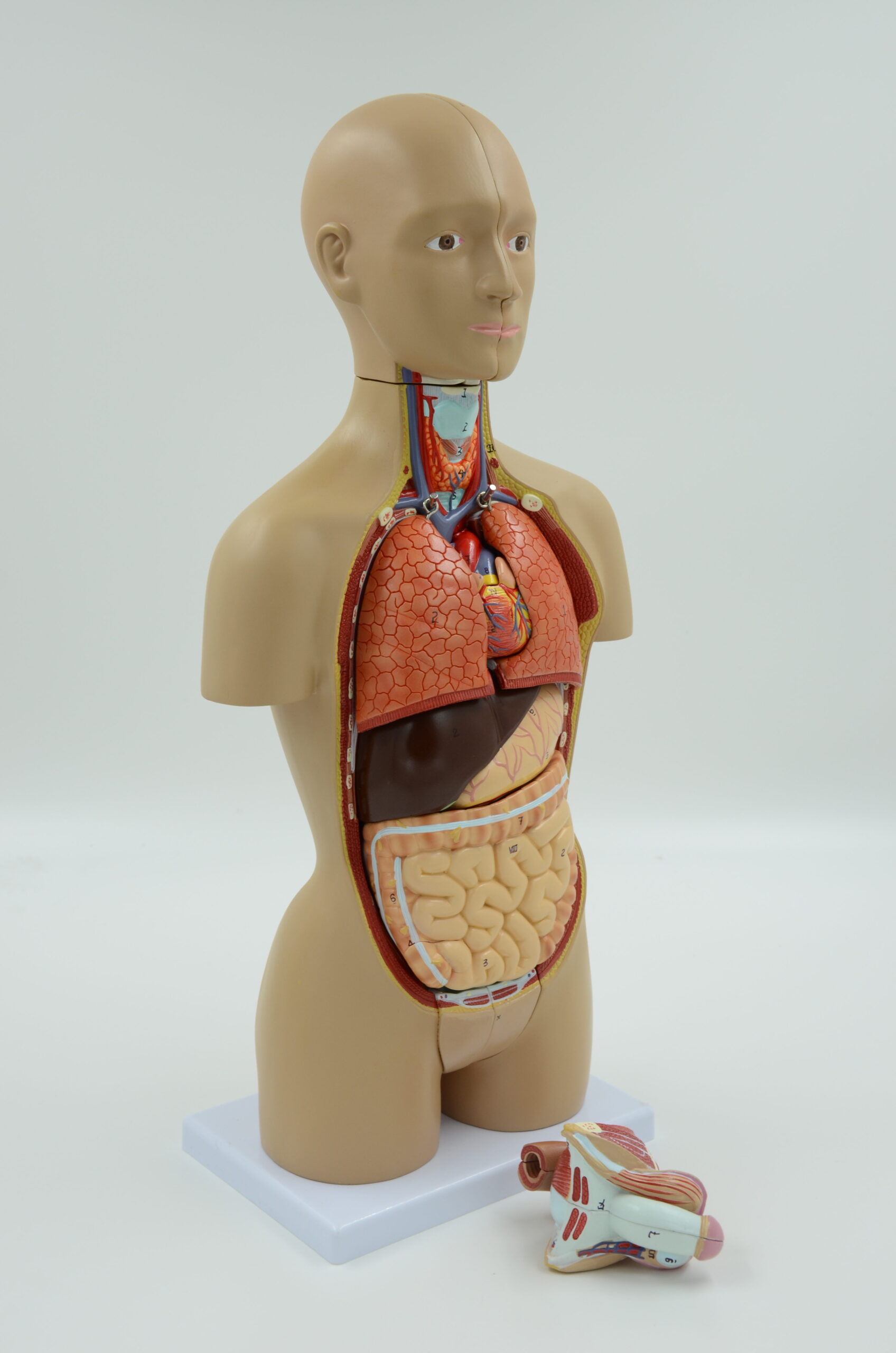 TORSO MINI DUAL SEX