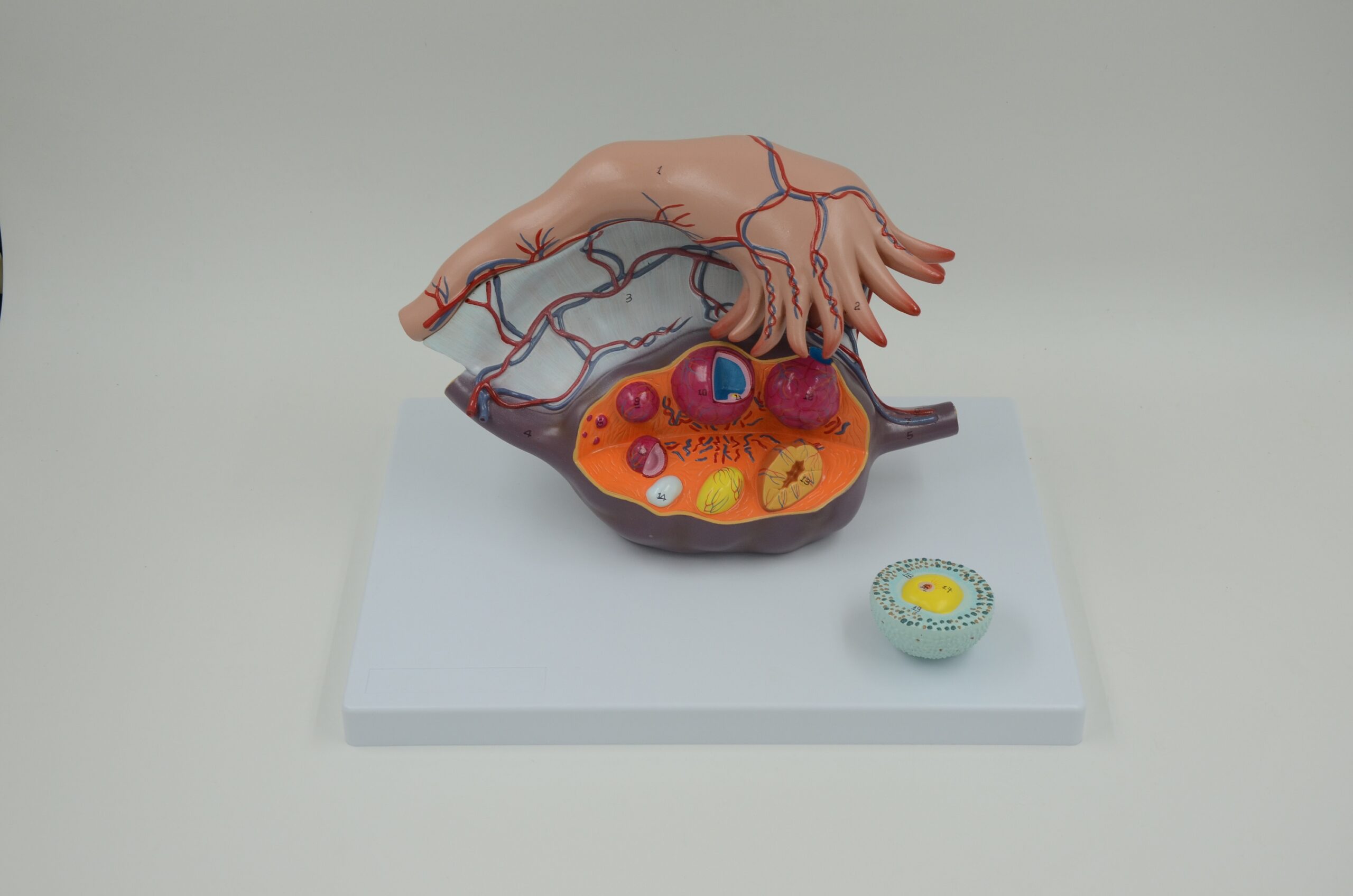 OVARY STRUCTURE MODEL