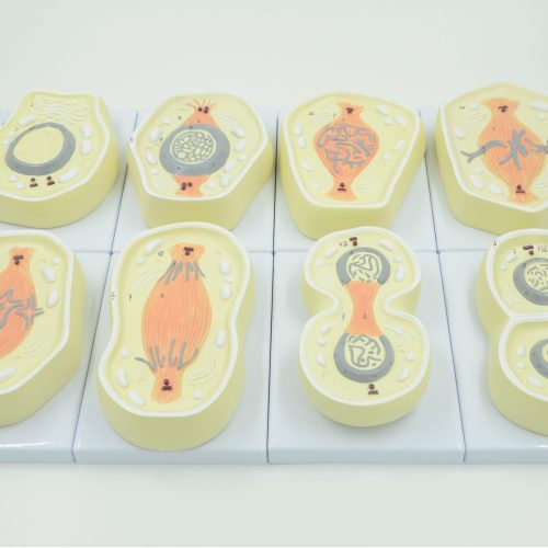 MITOSIS CELL MODEL
