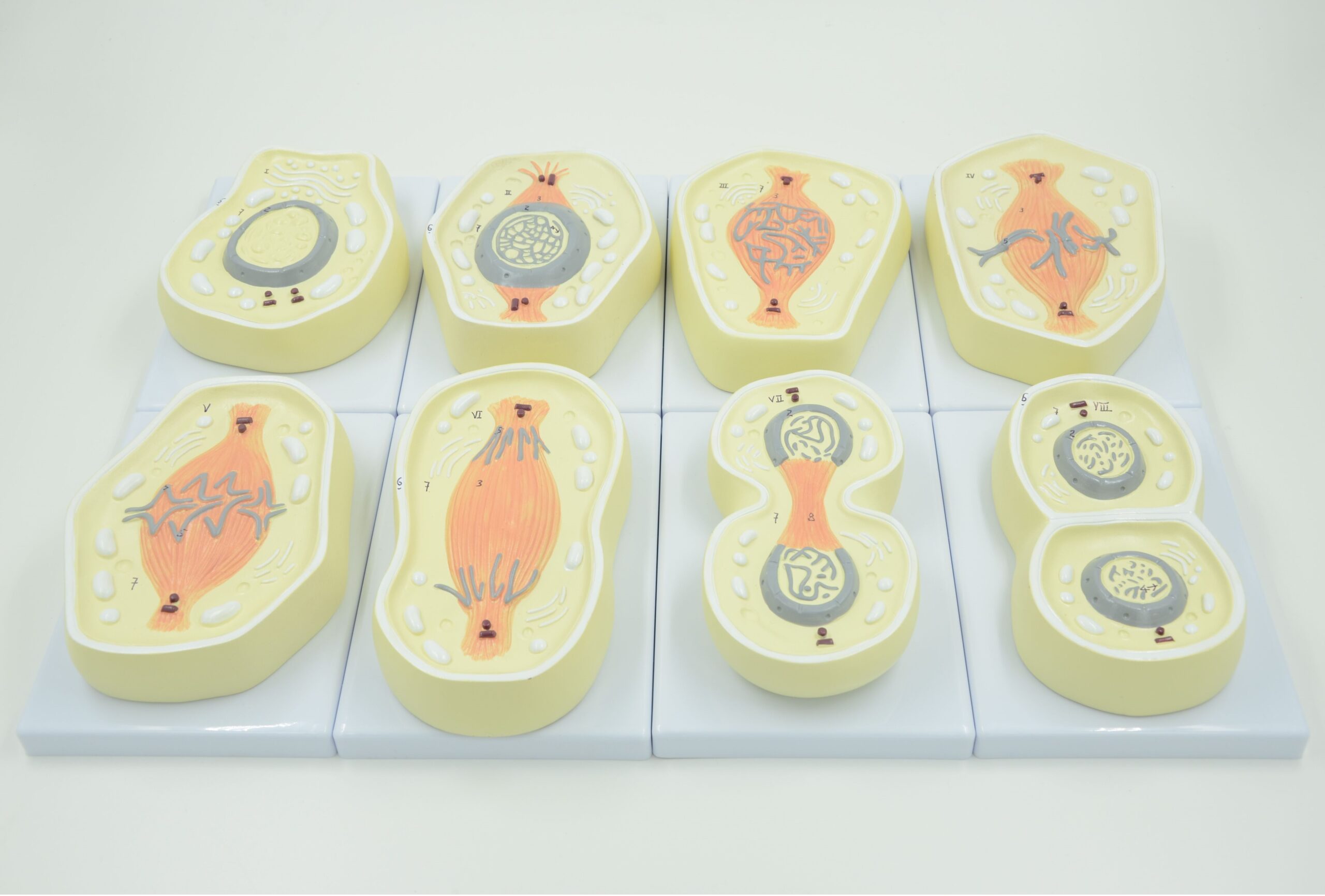 MITOSIS CELL MODEL