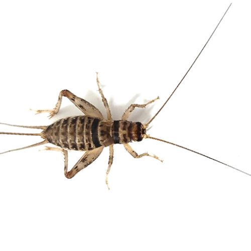 Adult Females Crickets 70/Pack