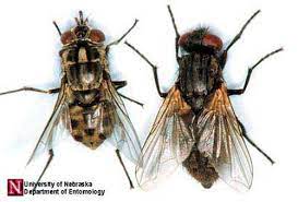 Adult House Fly 100/Pack
