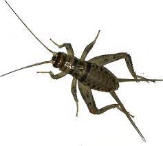 Adult Males Crickets 70/Pack