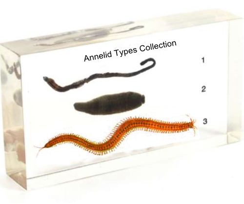 Arthropod Specimens for Study