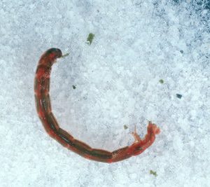 Aquatic Blood-Worm Chironomous 100/pack