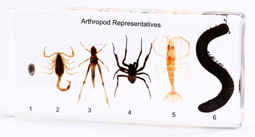 Arthropod Specimens for Study