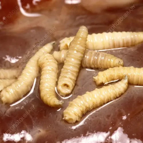 Preserved Blowfly Larvae Specimen