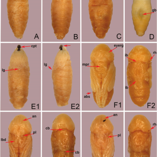 Preserved Blowfly Pupae Specimen